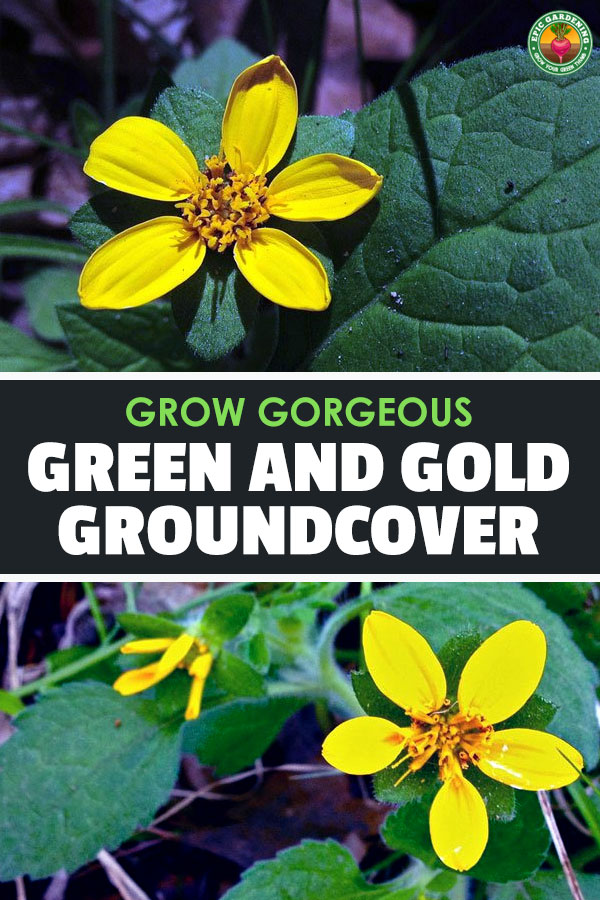 Chrysogonum virginianum, also known as green-and-gold or golden star plant, is a wonderful ground cover with yellow, star-shaped flowers.