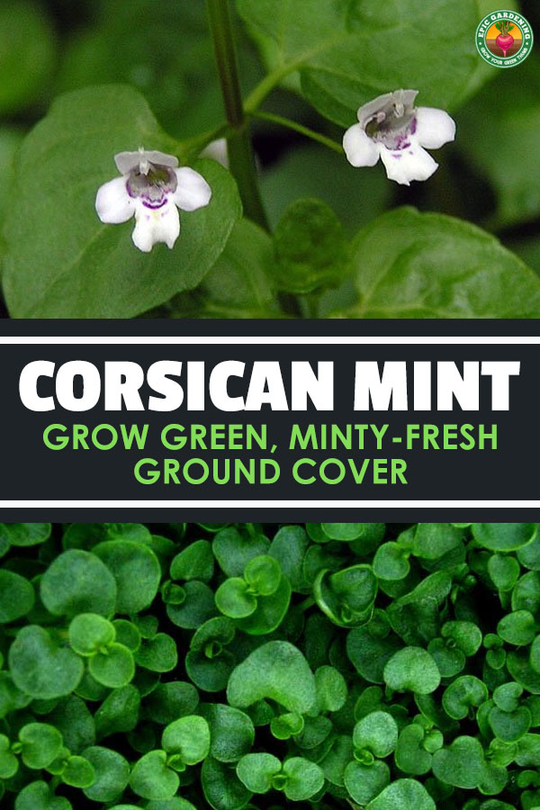 Corsican mint, or Mentha requienii, is an incredibly green and fragrant ground cover plant, perfect for garden paths and walkways.