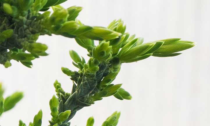 Juniperus Horizontalis