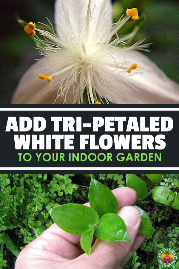 Tradescantia fluminensis is a type of wandering jew which is beautiful, but potentially invasive. Learn how to grow it as a houseplant here!
