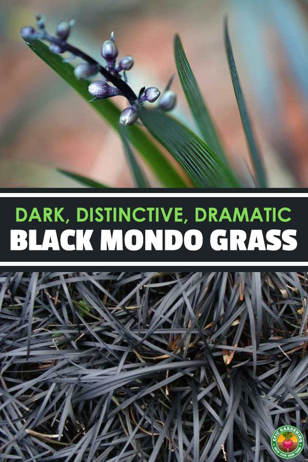 Dark and distinctive, black mondo grass is a fascinating ground cover. Learn how to use it in your garden with our growing guide!