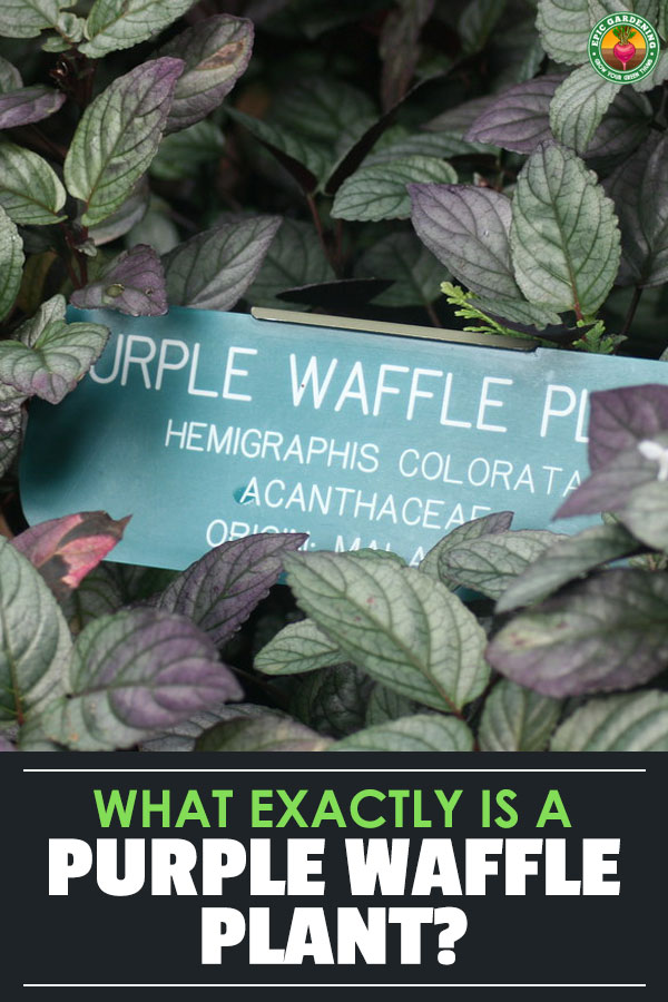 Unusually-shaped leaves and stunning colors are a hallmark of the purple waffle plant. Learn how to care for yours with our in-depth guide!