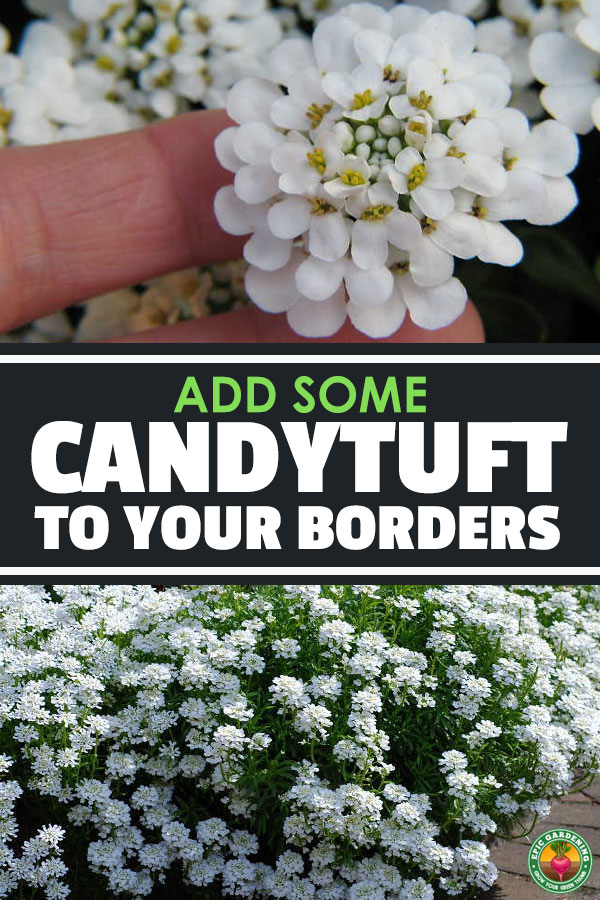Looking for a low-maintenance plant for borders, or a good erosion-control ground cover for areas with no foot traffic? Consider candytuft!