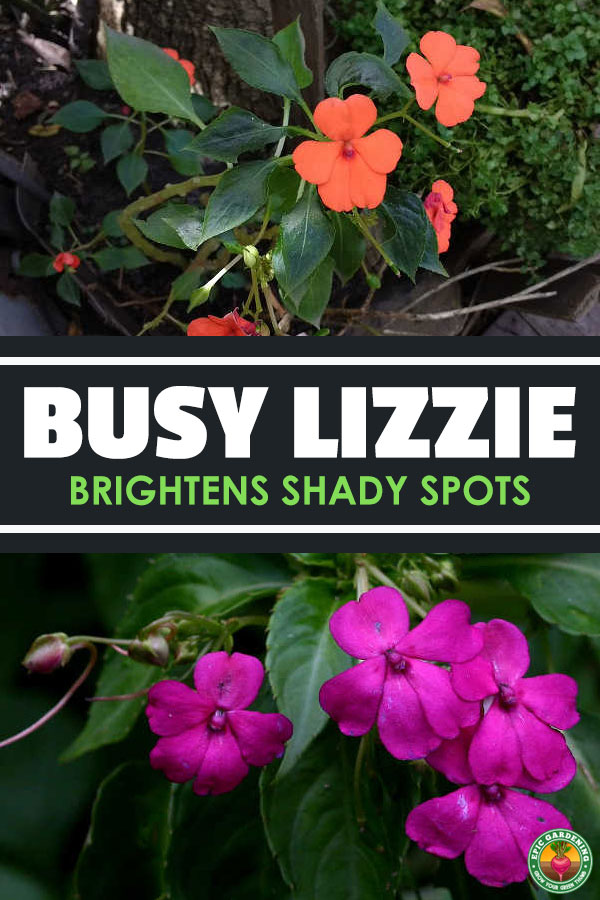 Brightly-flowered impatiens walleriana is perfect in your shaded beds or as a partial-light ground cover. We\'ve got the top growing tips!