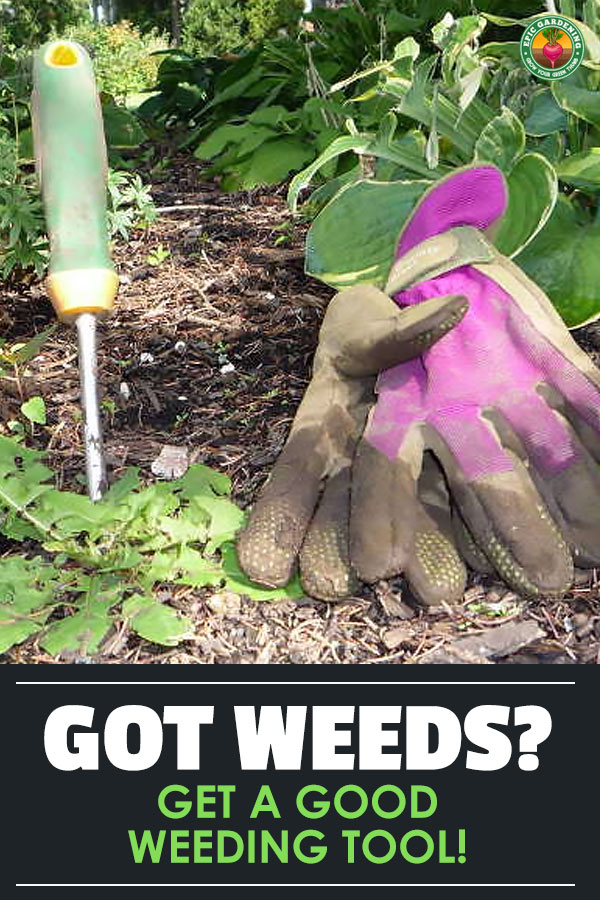 When weeds are encroaching, you are going to need the best weeding tool for the task. Our buyer\'s guide helps you find the right one!