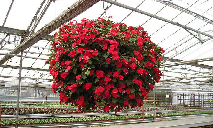 Hanging basket of busy lizzie