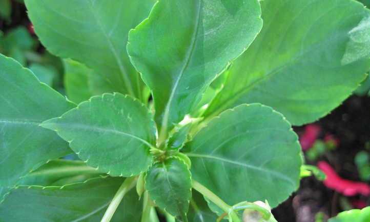 Impatiens foliage
