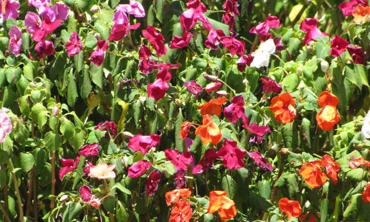 Impatiens walleriana