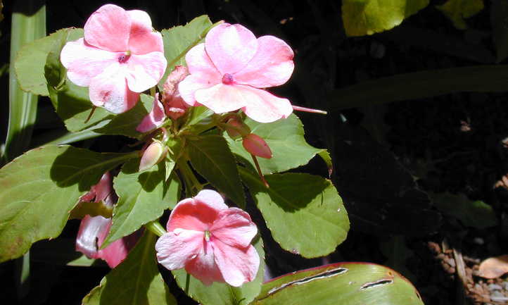 Impatiens walleriana in sun