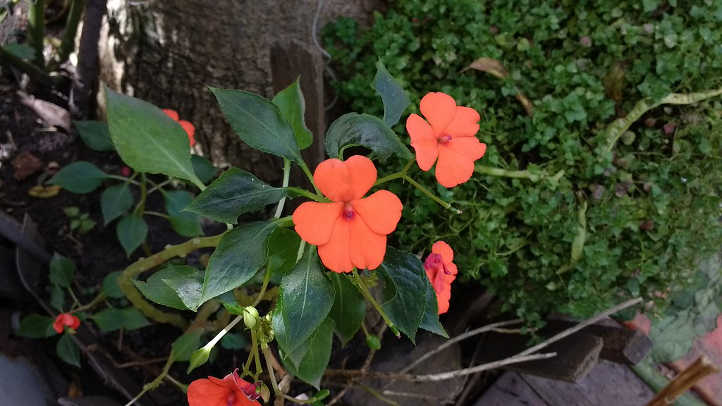 Peach colored impatiens