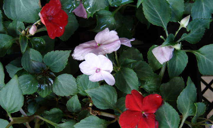 Red and pink impatiens