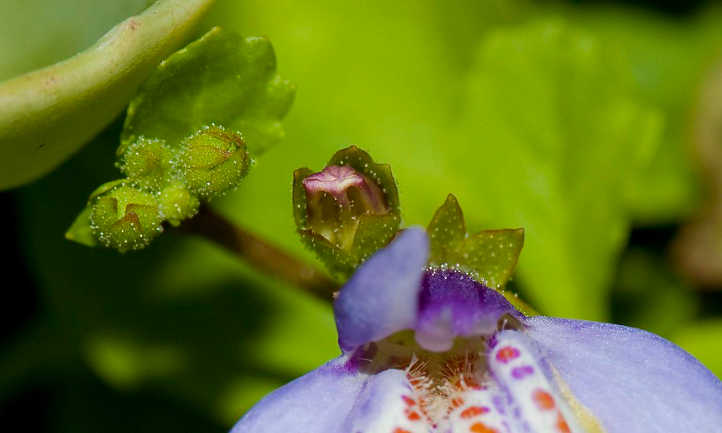Closeup of mazus flower