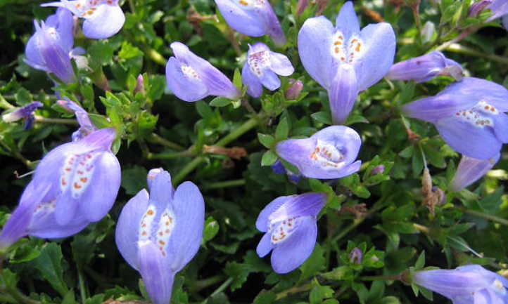 Many mazus flowers