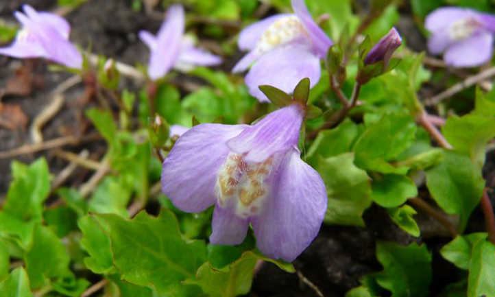Mazus flowers