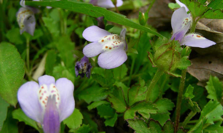 Mazus reptans flowers