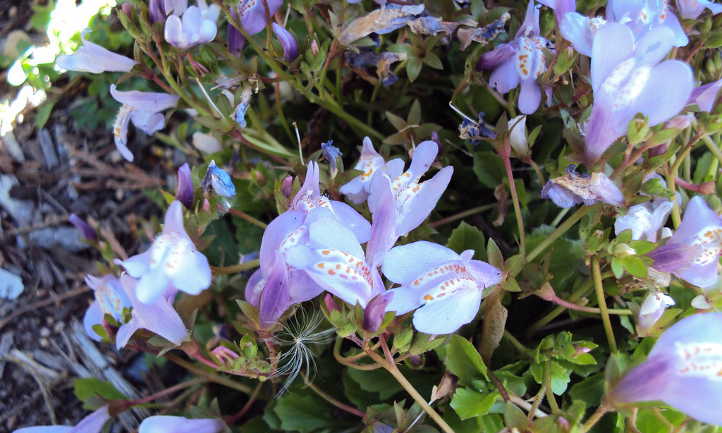 Slightly overgrown mazus reptans
