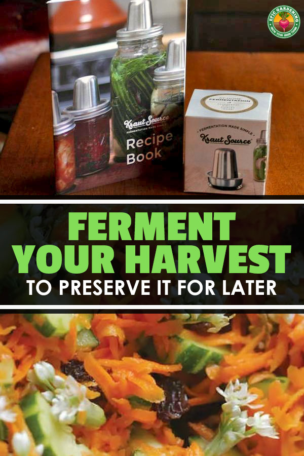 Want to preserve your harvest? Lacto fermenting vegetables is easy if you have the right tools. We\'re discussing equipment and recipes today!