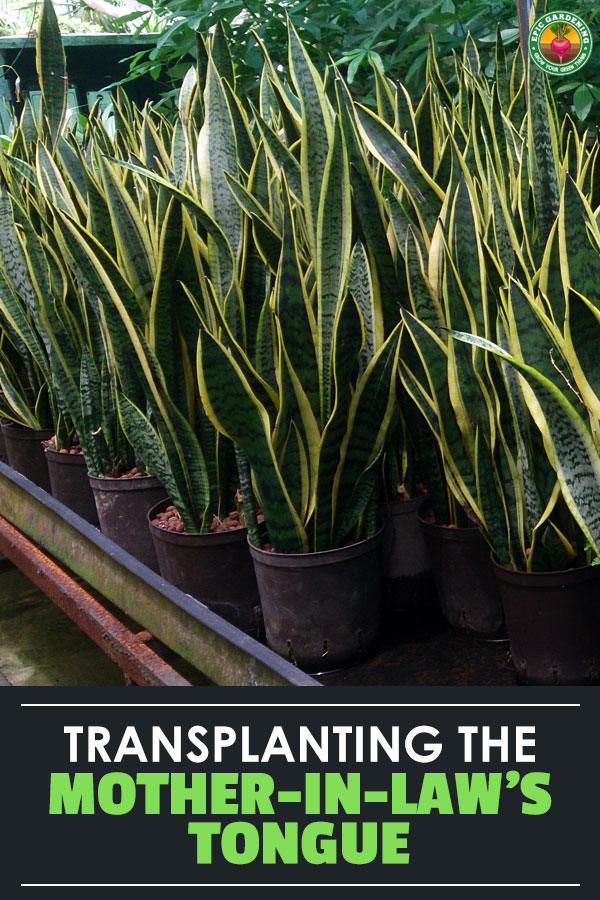 Repotting snake plant isn\'t tricky if you follow these tips. Learn how to transplant your mother-in-law\'s tongue, as well as how to divide it!