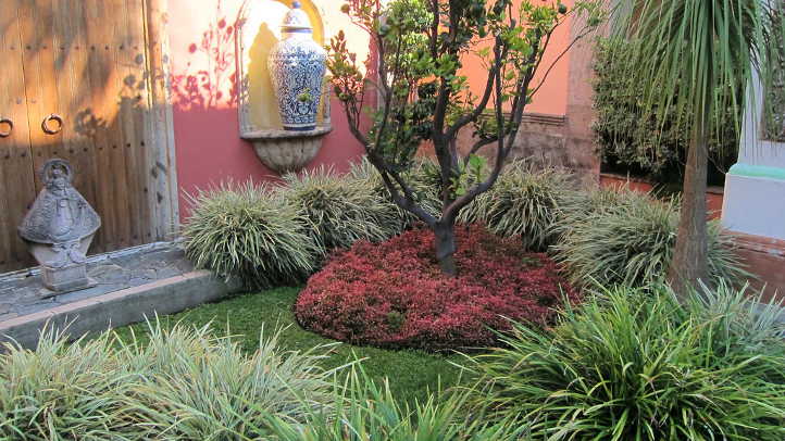 Aztec grass