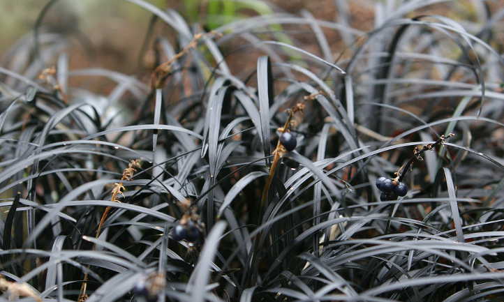 Black lilyturf