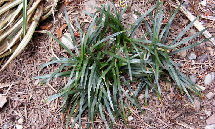 Ophiopogon japonicus