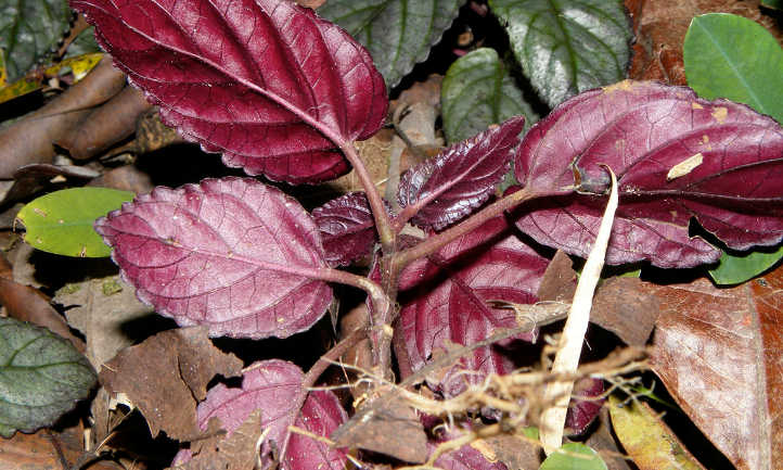 Underside of waffle plant leaves