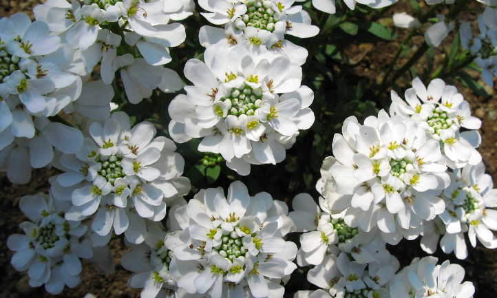 Candytuft flowers