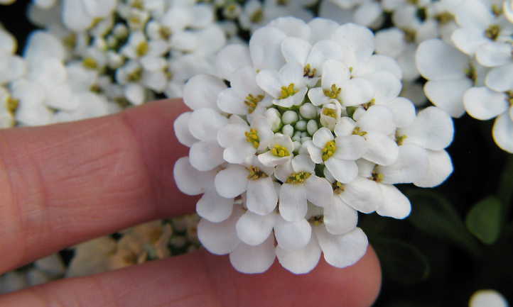 Closeup of candytuft flower