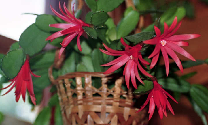 Hatiora gaertneri