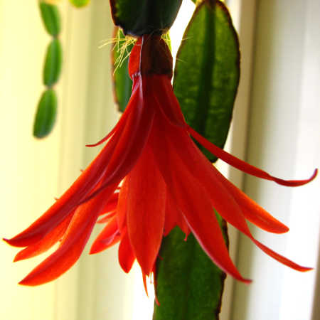 Hatiora gaertneri flower