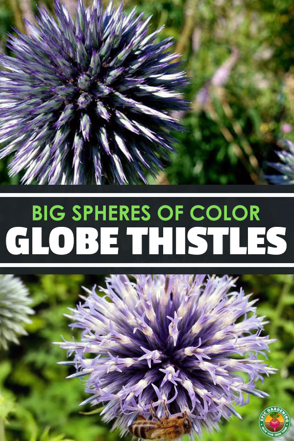Get stunning spheres of color in your garden by growing globe thistle! Our growing guide walks you through this easy-growing perennial.