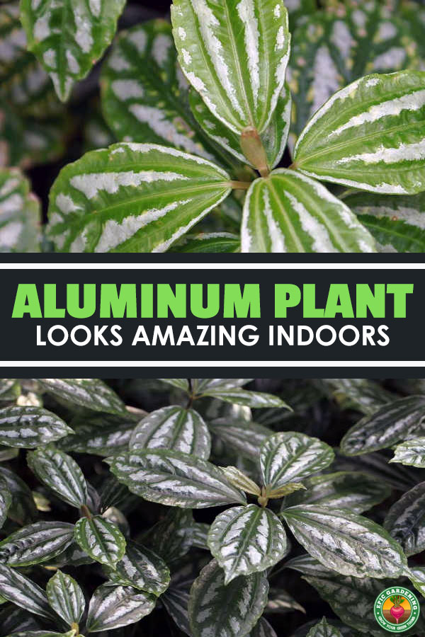 The aluminum plant, pilea cadierei, is a fantastic houseplant. We\'ll walk you through all the care steps you\'ll need for good plant growth!