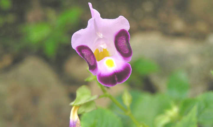 Clown flower