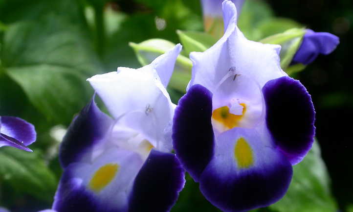 Torenia fournieri