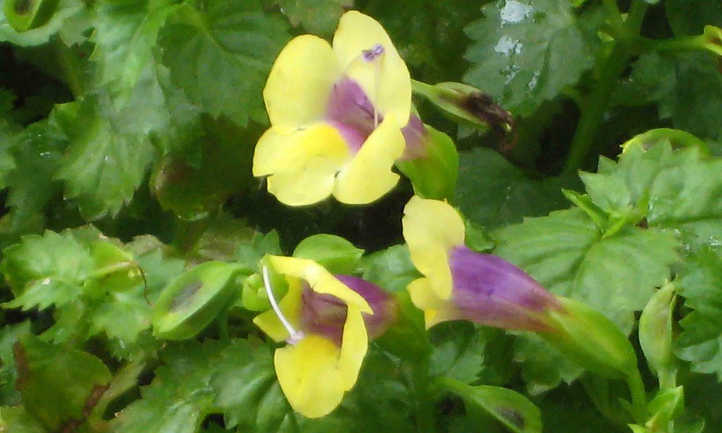 Torenia Yellow Moon