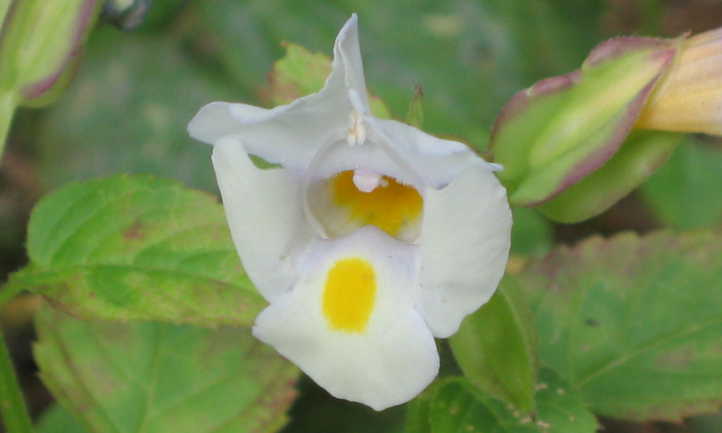 White wishbone flower
