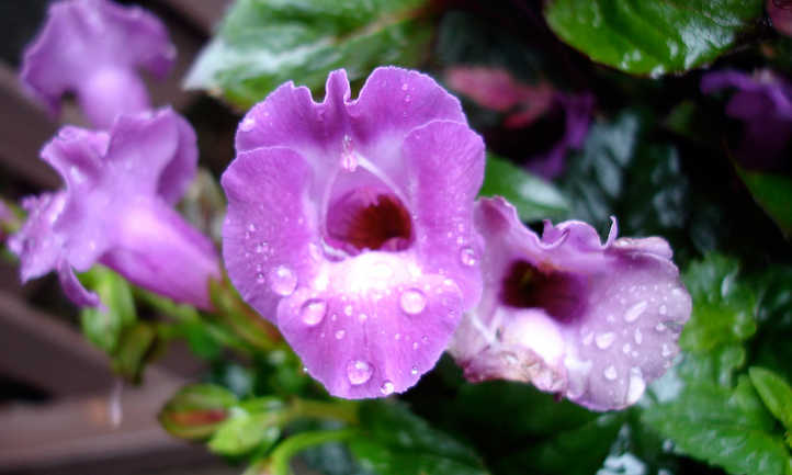 Wishbone flower