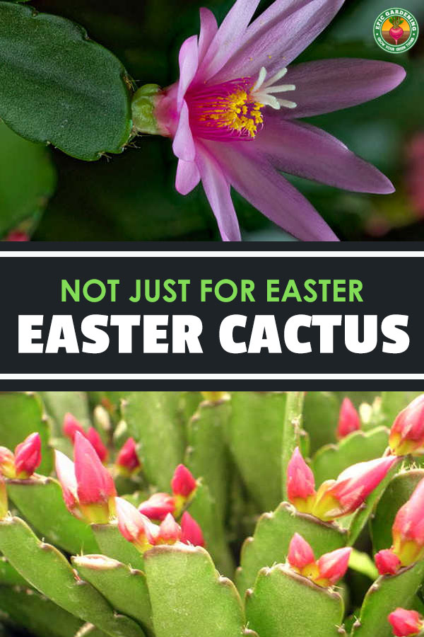 You don\'t have to wait for spring to grow the Easter cactus. This lovely epiphyte grows year round. Here\'s our tips for easy growing!