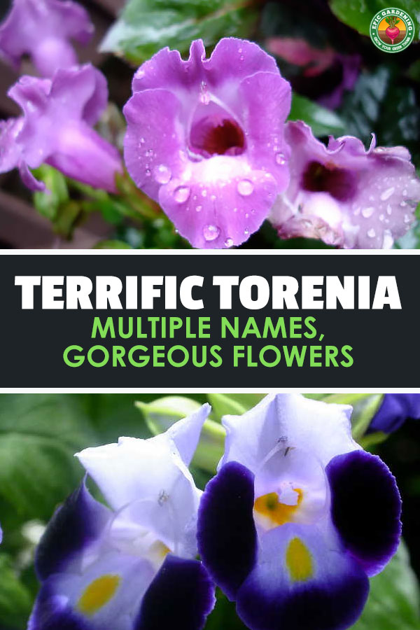 Torenia is a stunning addition to a shade garden. Whether you call it wishbone flower or another name, our tips will help you grow it right!
