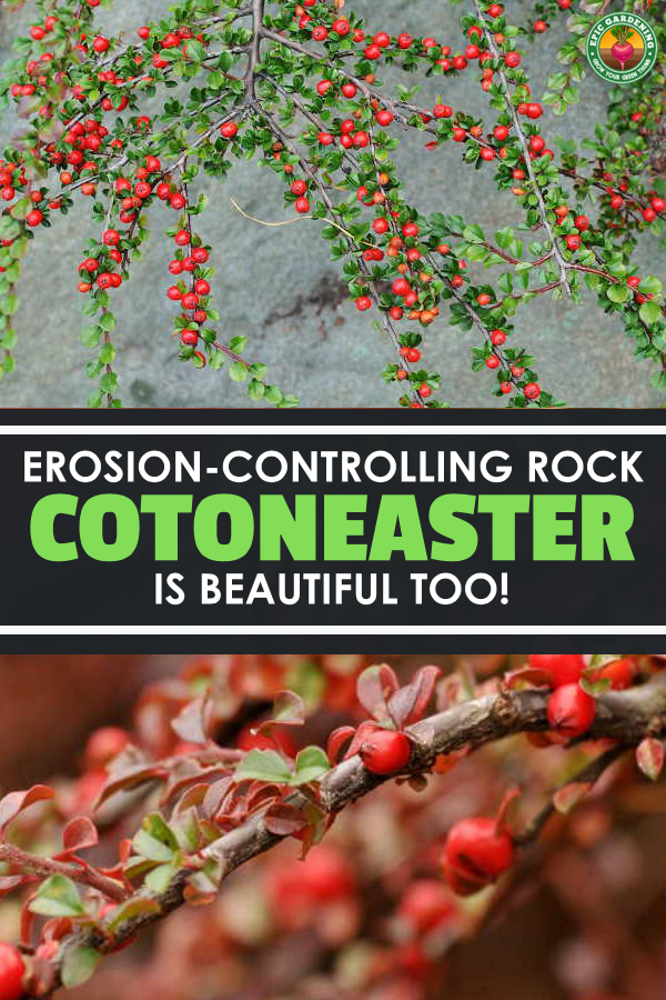 Cotoneaster horizontalis, or rockspray cotoneaster, is a fantastic border shrub. With our tips, growing this plant is simple!