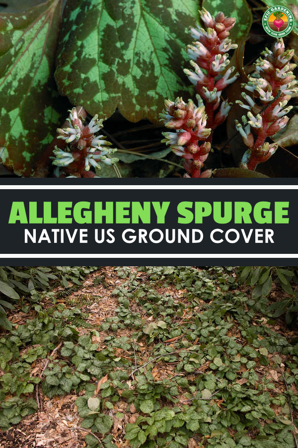 Pachysandra procumbens, also called Allegheny spurge, is an easy-growing ground cover plant. Our growing guide helps you get it started!