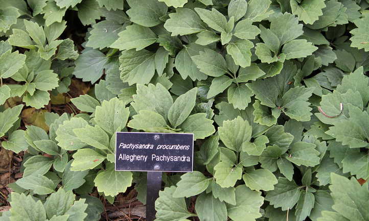 Allegheny pachysandra