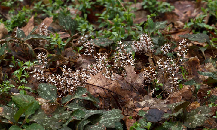 Pachysandra flowers
