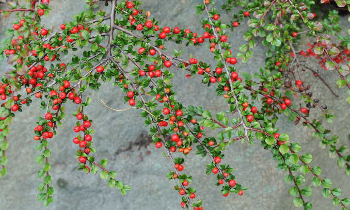 Branch formation of rock cotoneaster