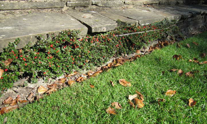 Cotoneaster as a border