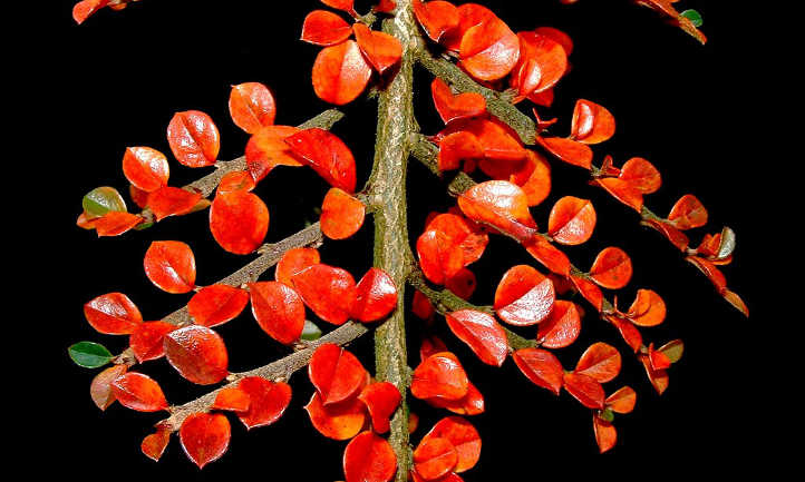 Fall cotoneaster color