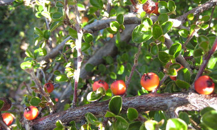 Unripe cotoneaster berries