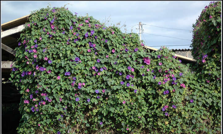 Climbing grannyvines