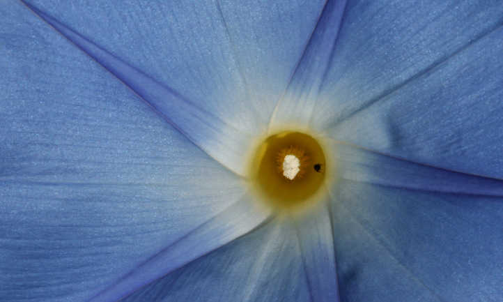 Closeup of heavenly blue morning glory