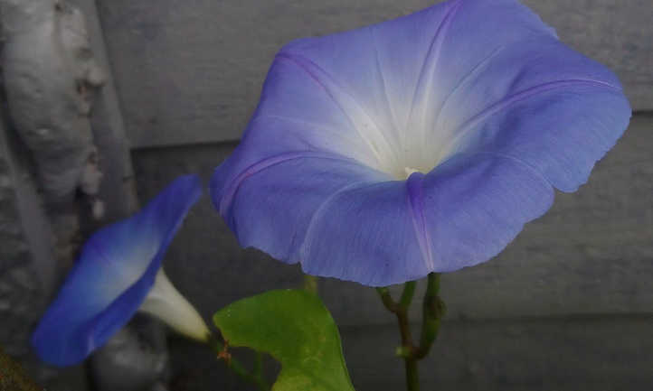 Morning glory flower